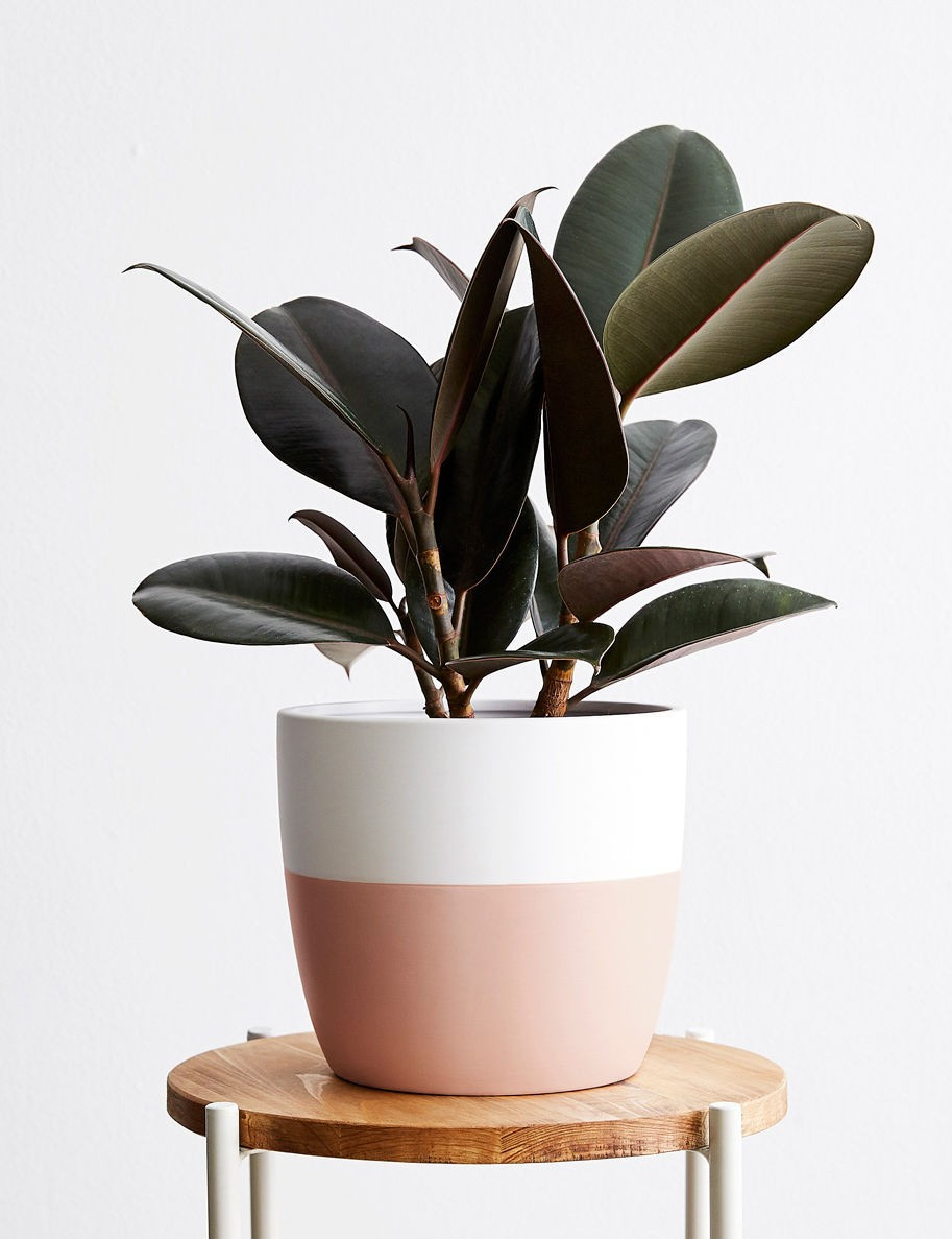 Rubber Tree, Rosewood | Lulu and Georgia 
