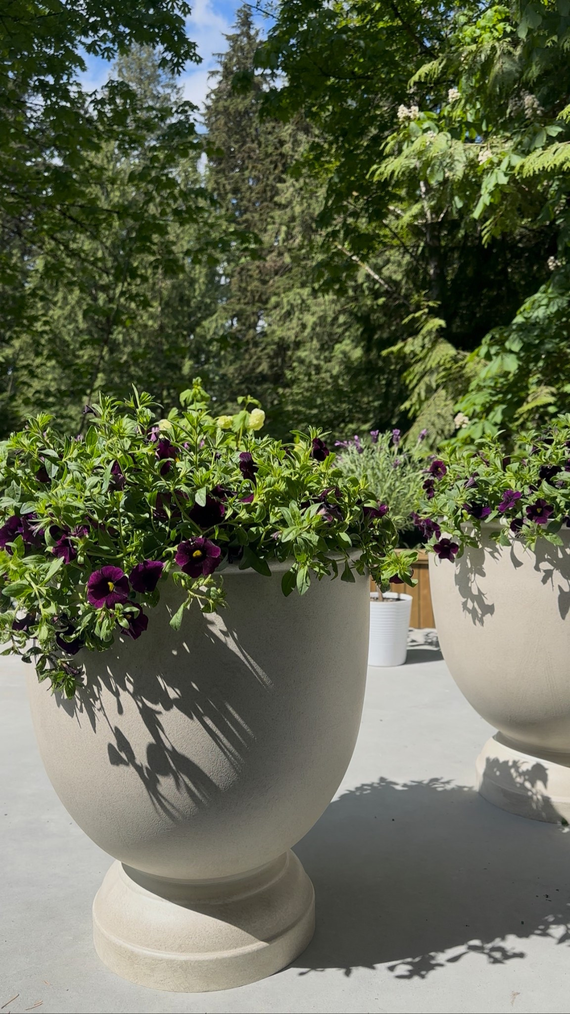 Patio planters 

#LTKsummer #LTKcasa #LTKspring