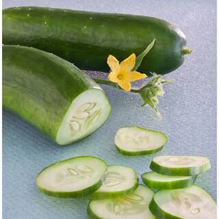 Bonnie Plants 19.3 oz. Burpless Bush Cucumber Plant-4201 - The Home Depot | The Home Depot