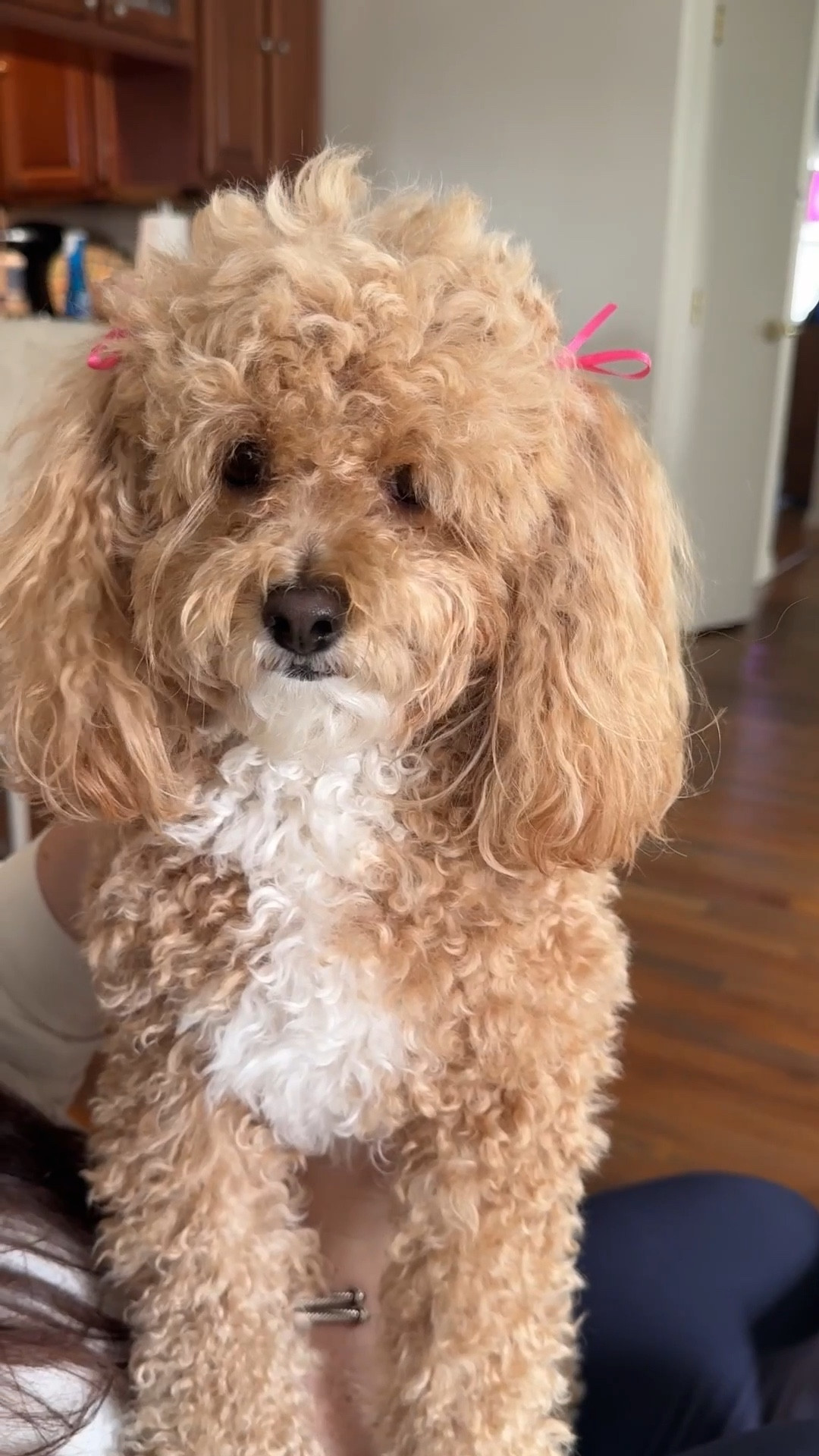 At home dog grooming made easy with gentle pet shampoo, detangling brush , and simple grooming essentials, finished with handmade ribbon bows for a sweet, creative touch. All dog grooming products linked below.

#LTKdayinmylife