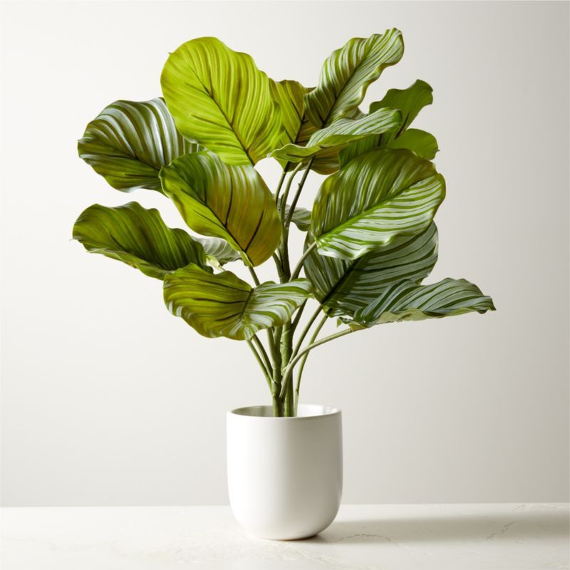 Faux Potted Watermelon Peperomia Plant 24" + Reviews | CB2 | CB2