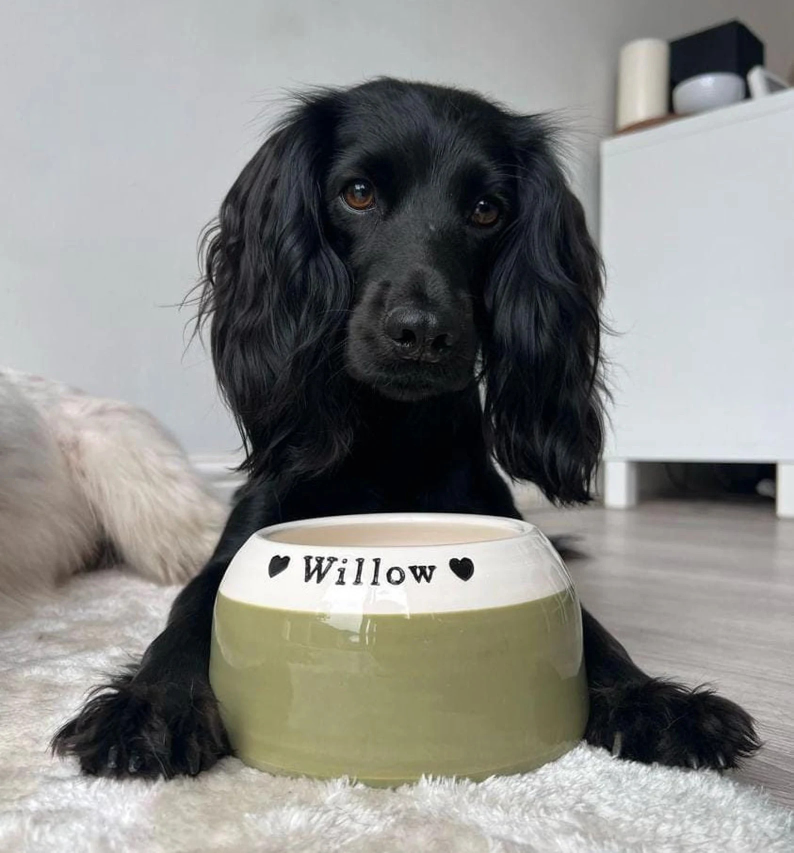 Personalised Spaniel Bowl Long Eared Dog Bowl Spaniel Food Bowl Spaniel Water Bowl - Etsy | Etsy (US)