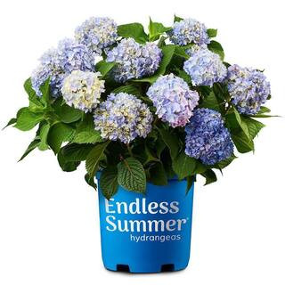 1 Gal. The Original Reblooming Hydrangea Flowering Shrub with Pink or Blue Flowers | The Home Depot