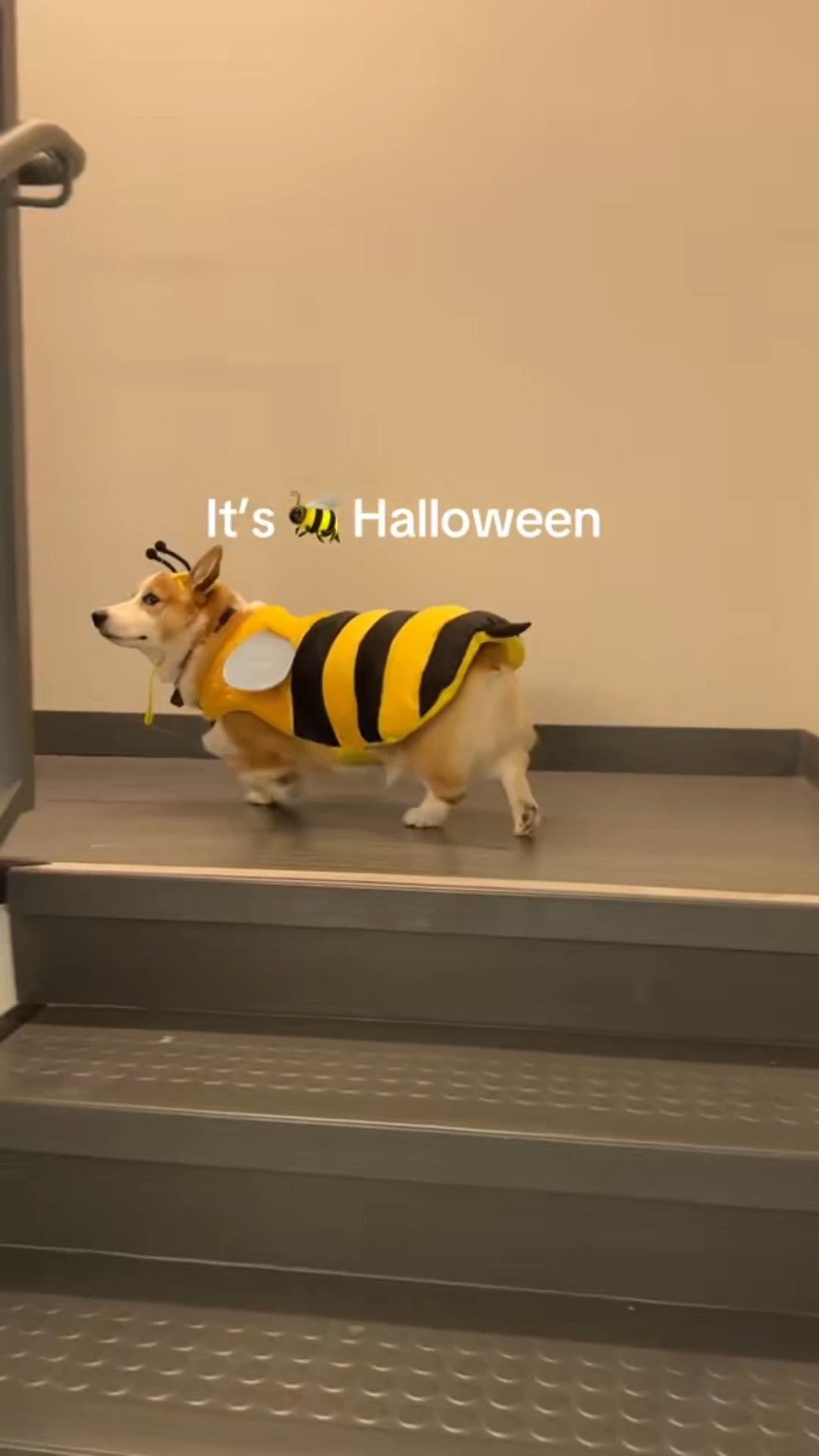 Costume for dogs 

#LTKSeasonal #LTKPets #LTKHalloween