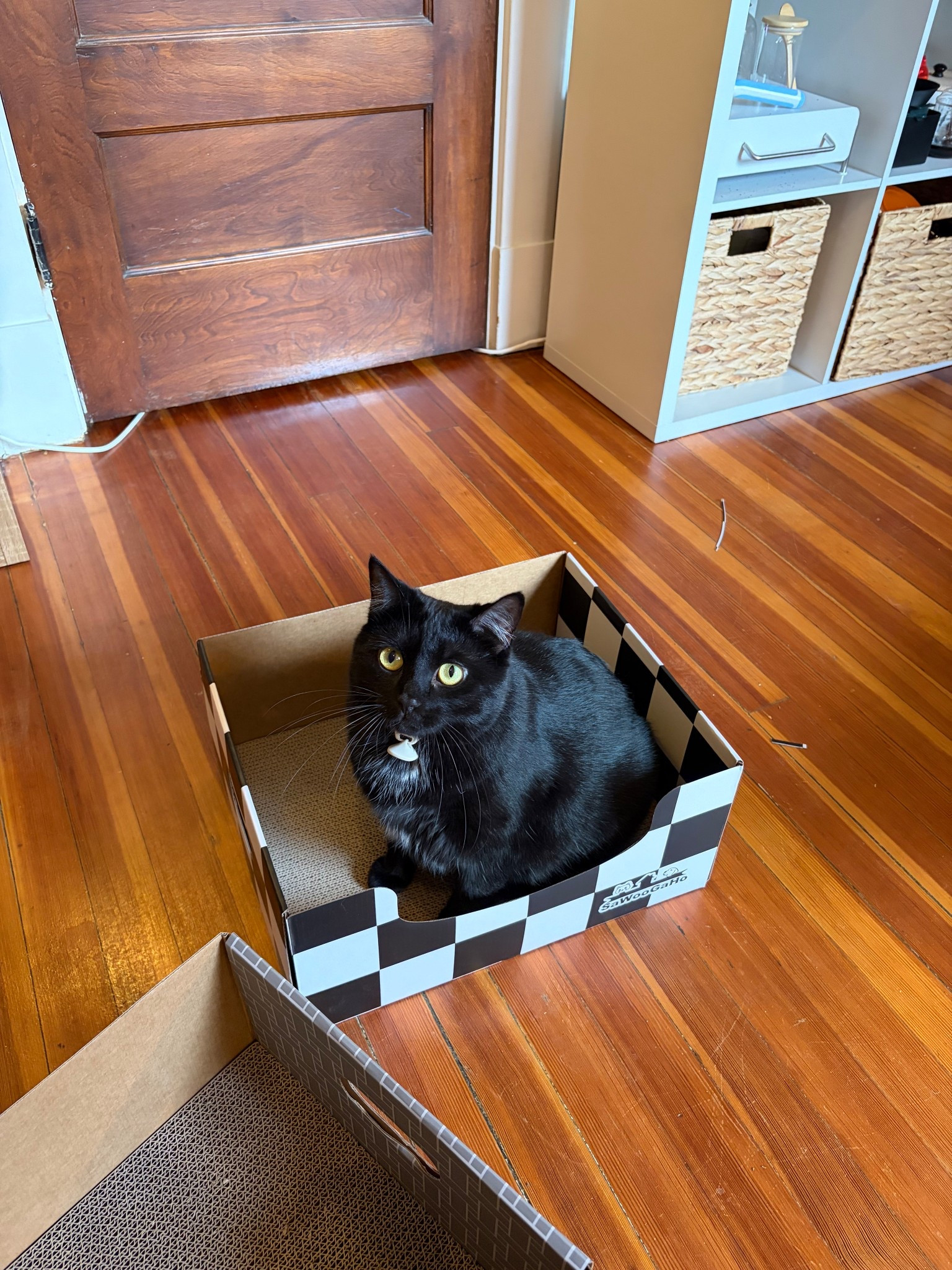 Just caught this cutie exploring her new cat scratch her bed!!! they’re a large size and are no mess (with the cardboard scratchers). This one was on sale for Amazon for $15!

#LTKdayinmylife