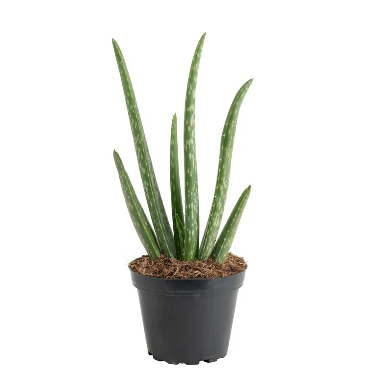Desert Escape by Costa Farms 7" Aloe Vera House Plant in 4" Grower Pot | Walmart (US)