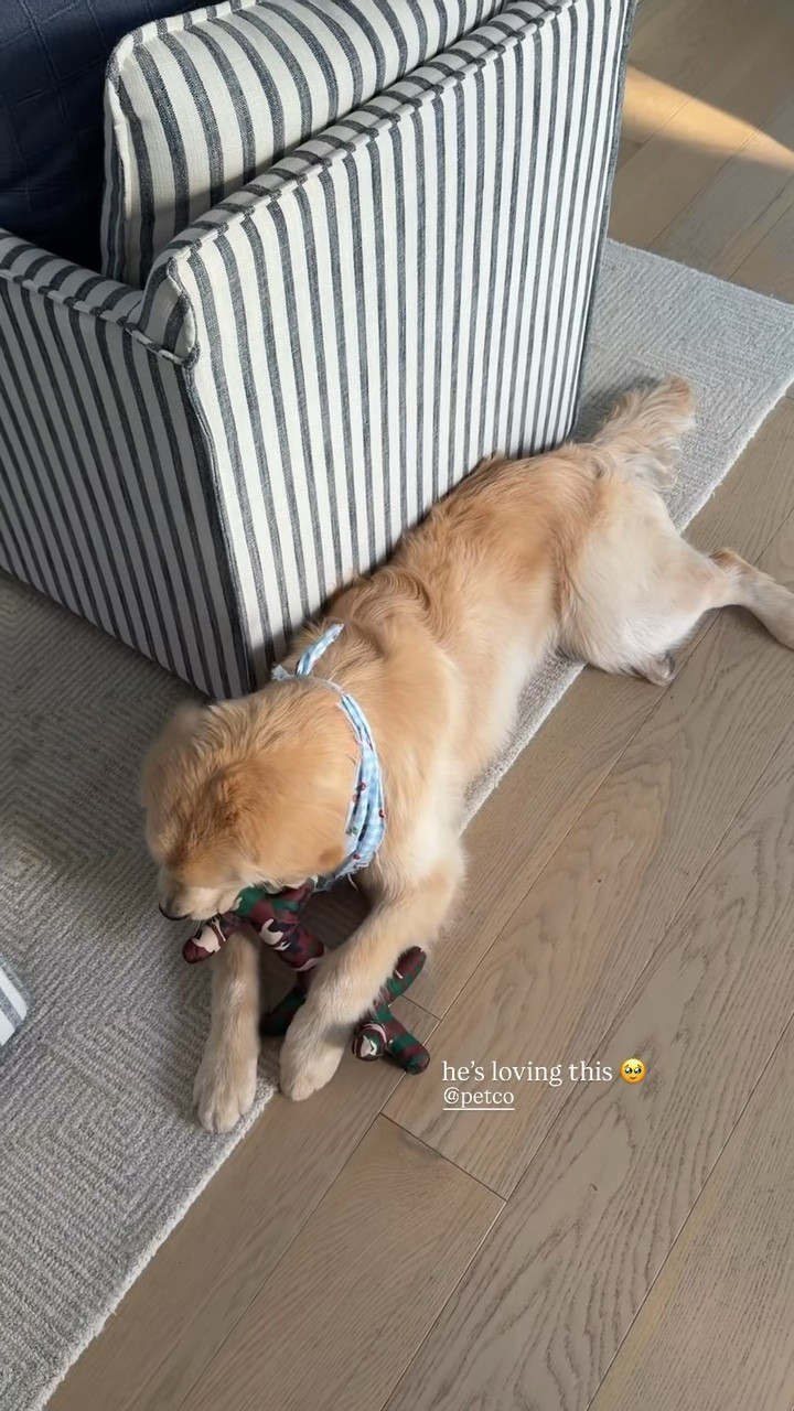 [4/27/26] Laird’s clearly happy with our @petco purchases!!! Linking his favorites + some new products we just picked up to try #PetcoPartner 