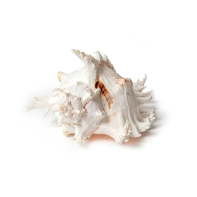 Murex Ramosus Shell | Cailini Coastal