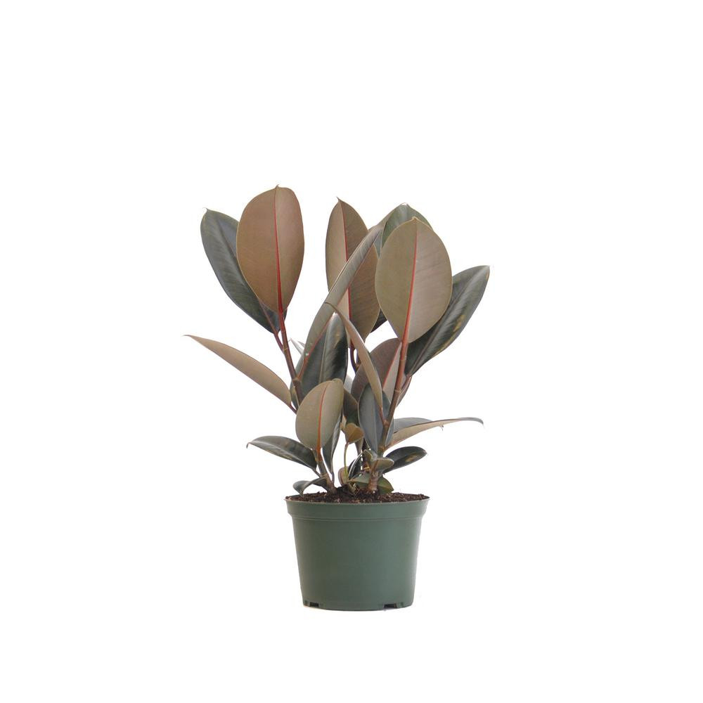 United Nursery 14 in. Tall to 21 in. Tall Ficus Elastica Burgundy Live Rubber Plant Indoor Houseplan | The Home Depot