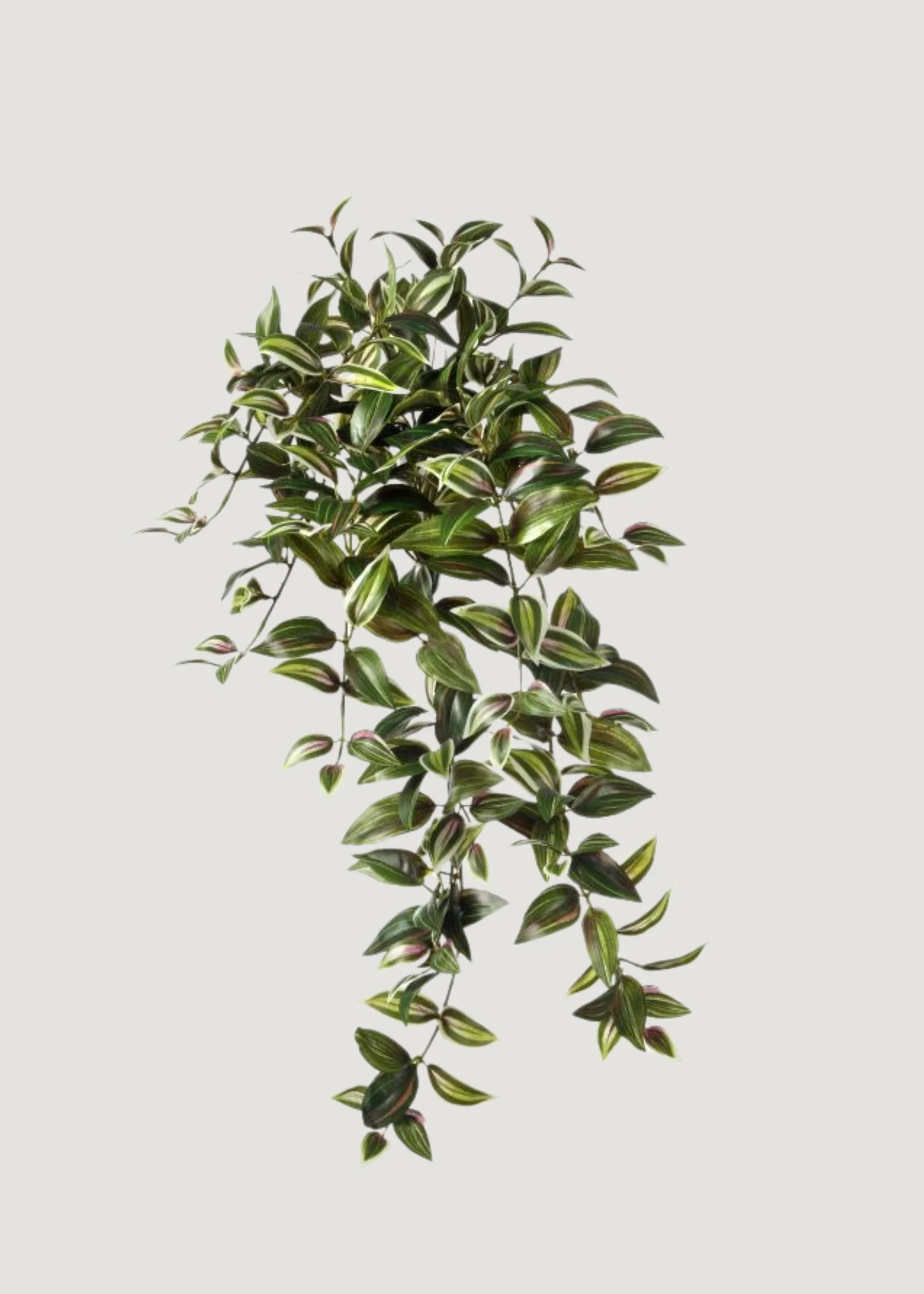 Variegated Tradescantia Hanging Plant in Plum and Green - 30" | Afloral