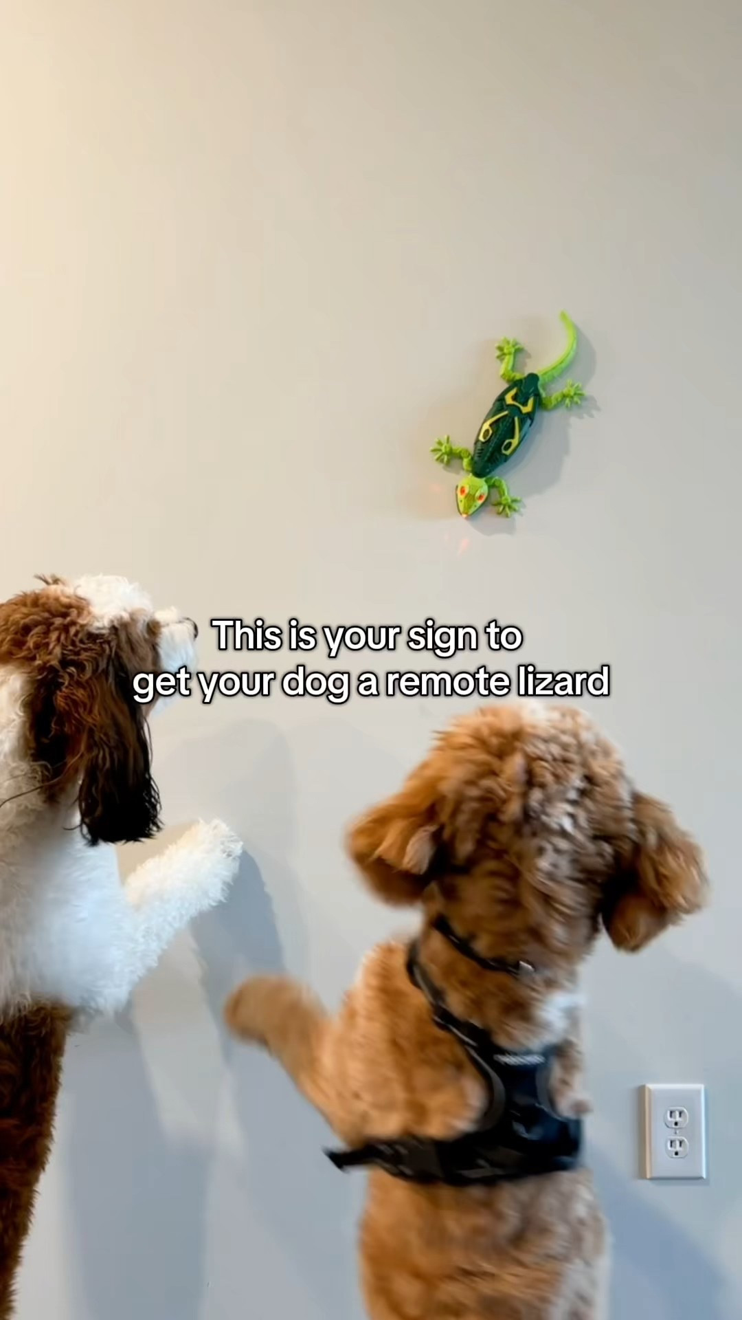 No toy has EVER entertained them like this! 

#LTKFindsUnder100 #LTKActive #LTKHoliday