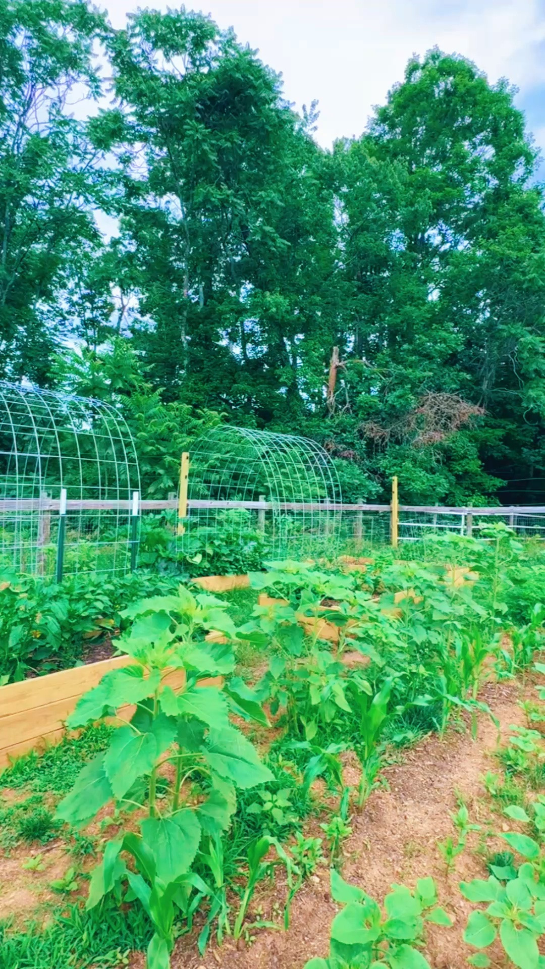 And nothing like spending time out in the garden 🪴 watching everything 🫑🥒🪻🌽💐🌻🫛🍉🍅 grow grow grow!!! 😍