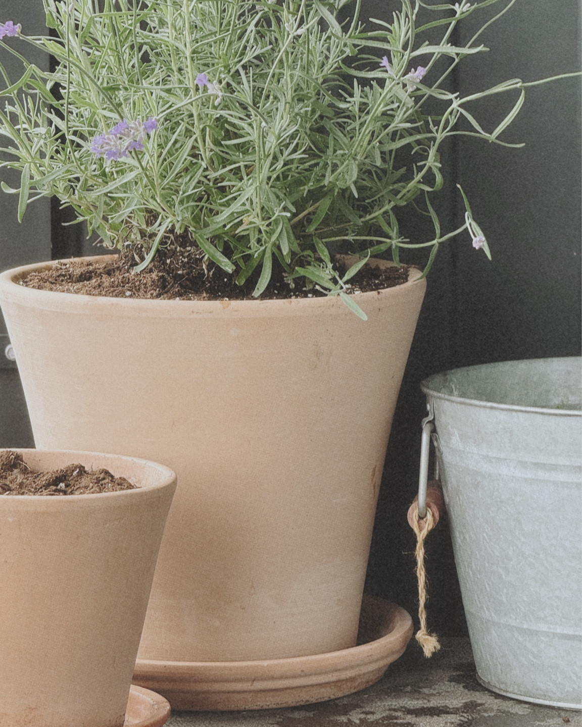 If you want the cutest french / english inspired garden pots, look no further than the Deroma pots & saucers! 🪴👒

#LTKstyletip #LTKsummer #LTKhome