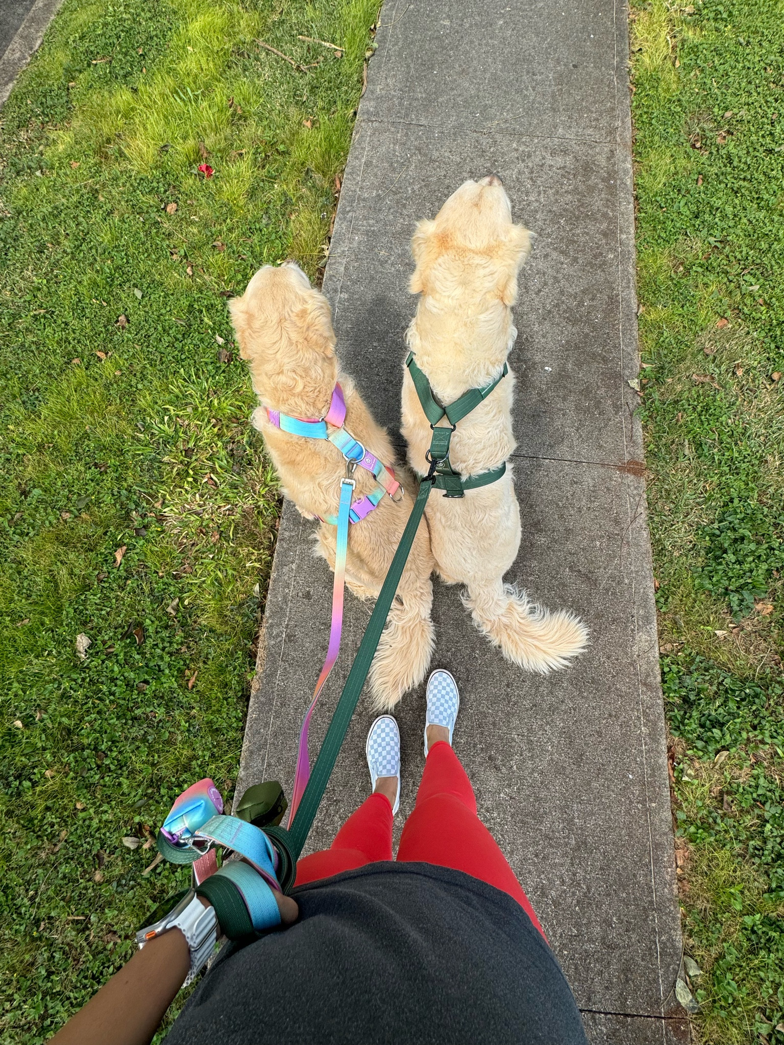 Dog must haves. 

Dog harness. Leash. Dog hoodie. Amazon. Collar. 

#LTKsalealert #LTKstyletip #LTKfindsunder50