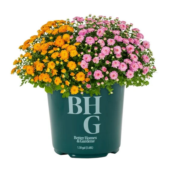 Better Homes & Gardens 24" Orange Pink Chrysanthemum Live Plants in 1.5GAL Growers Pot Full Sun | Walmart (US)