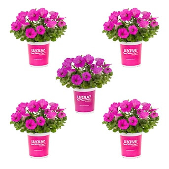 Wave 1.5 Pint Pink Petunia 5 -Pack - Low Maintenance Lowes.com | Lowe's