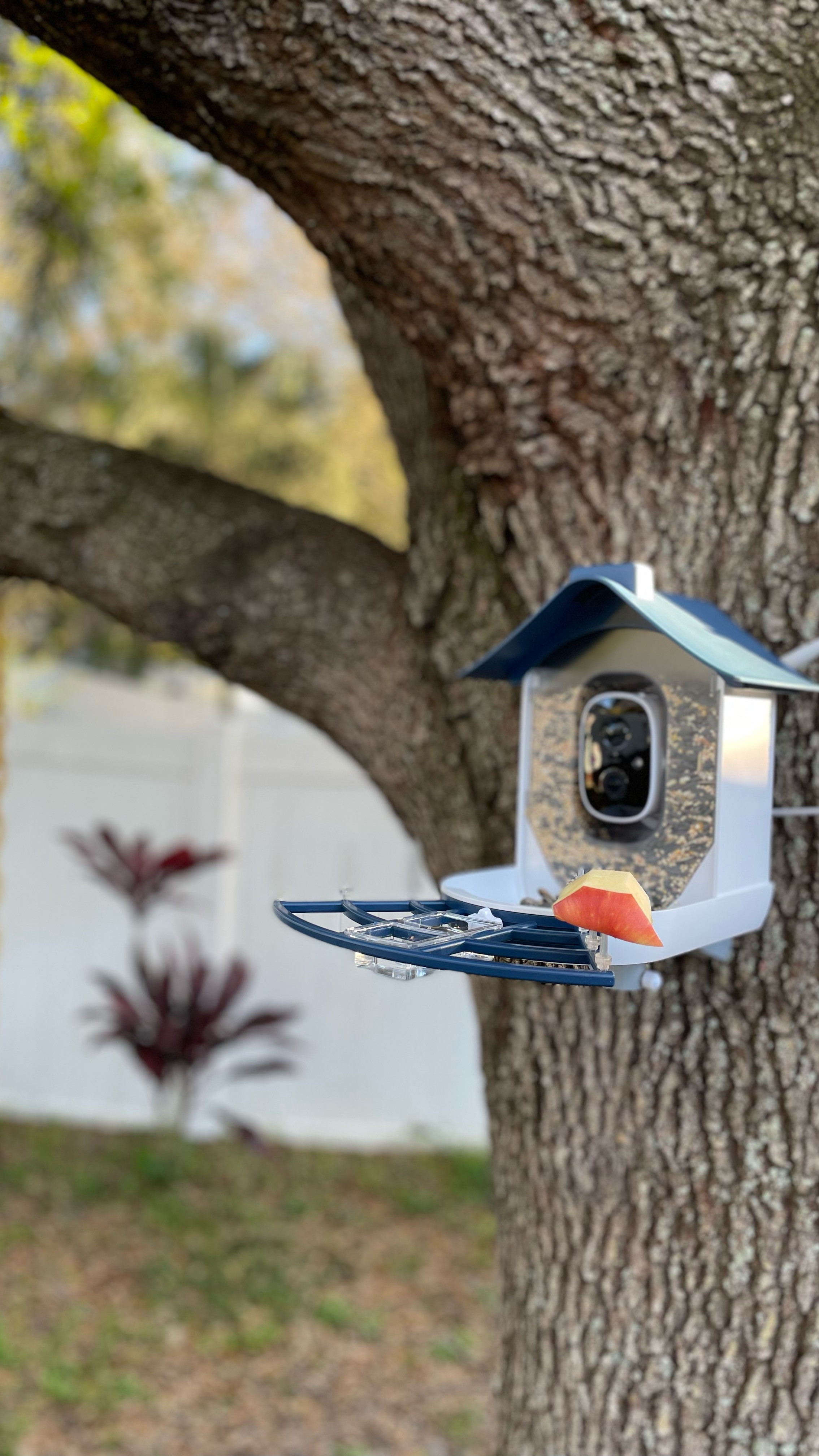 We purchased this bird feeder with camera to watch birds, squirrels and even raccoons climbing in the tree . Our friend “Pedro” is a frequent guest 😂 this time he stole birds apple #raccoon #racconlife #raccoonsoftiktok #raccoonsoftiktok🦝 #raccoonlove

#LTKU #LTKHome