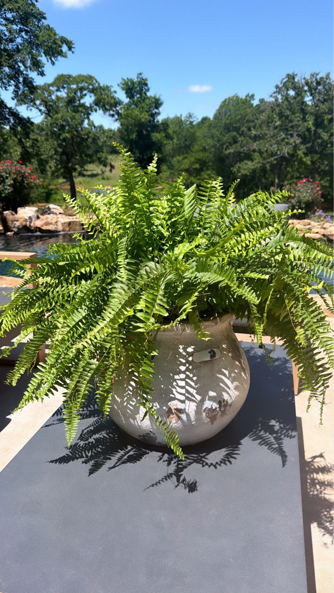 The perfect size pot for a large fern and it’s on sale!