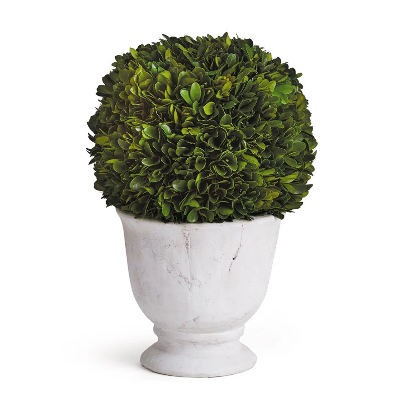 Birch Lane™ 12" Preserved Boxwood Topiary in Pot & Reviews | Wayfair | Wayfair North America