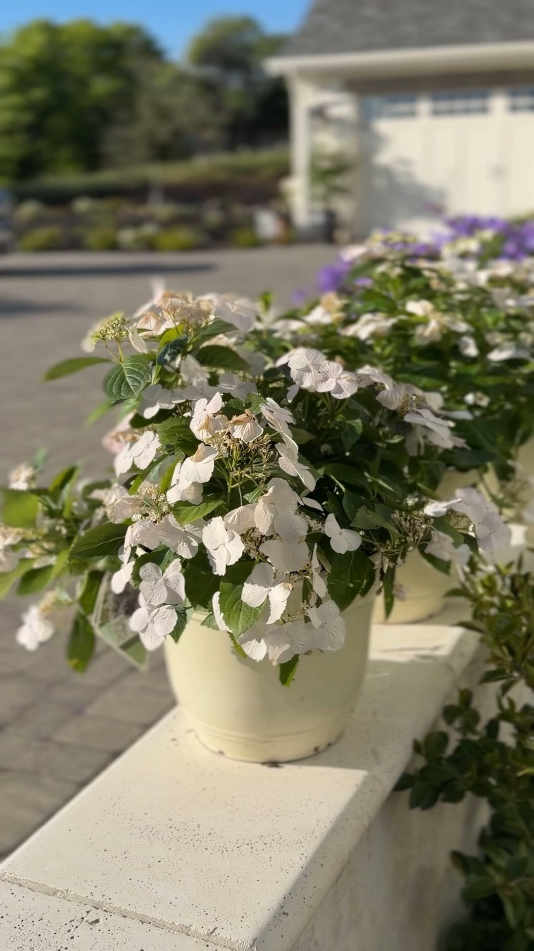 So excited for the first ever cascading hydrangea!  These beauties require no pruning, longer bloom time, and are the first of their kind!

#LTKHome #LTKSeasonal