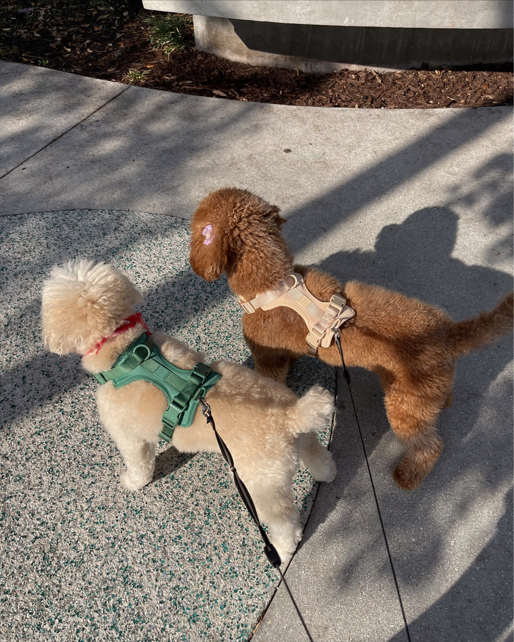 pups in style 🐶

#LTKfamily #LTKunder100