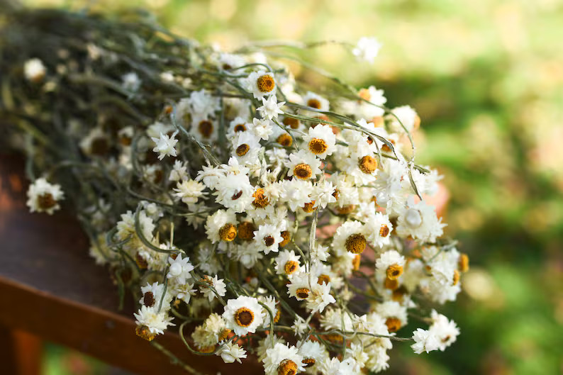 Dried Daisy Bunch, Dried Ammobium, Winged Everlasting, Natural Chrysanthemum, Mini Daisy, White D... | Etsy (US)