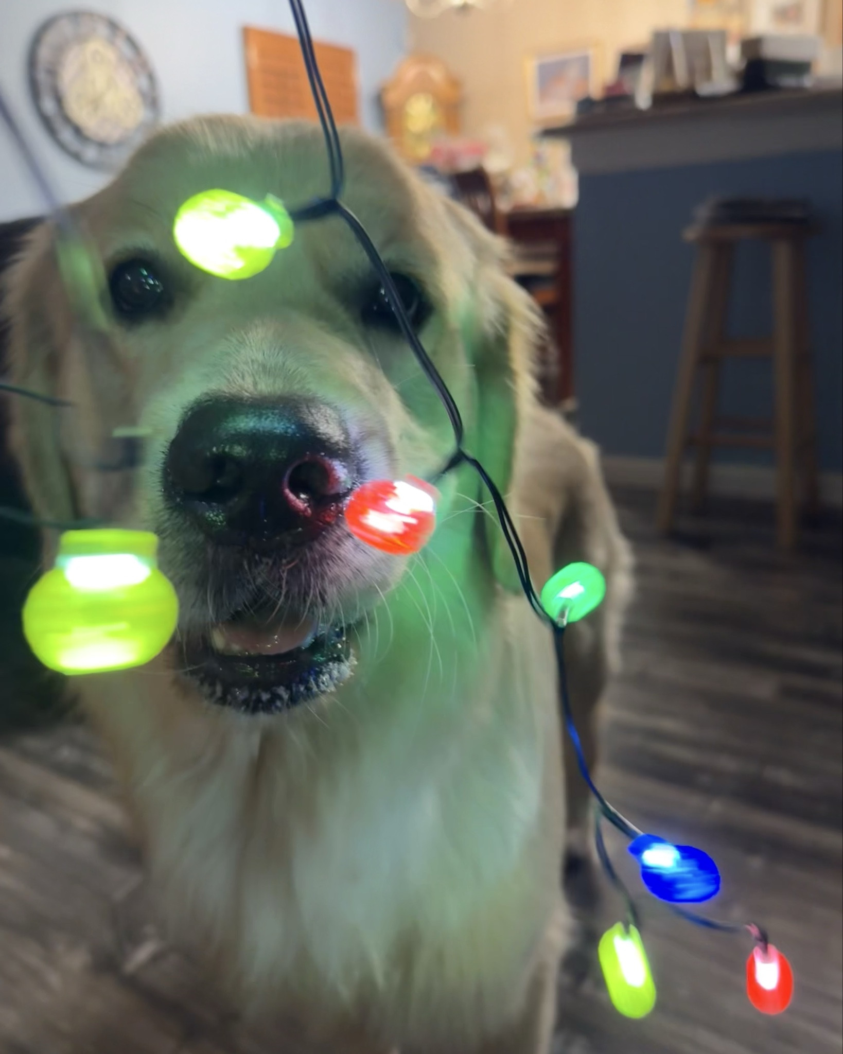 A Cooper Christmas😍🎄✨


#LTKpets #dogmom #christmasdogs #christmaslights

#LTKHoliday #LTKHome