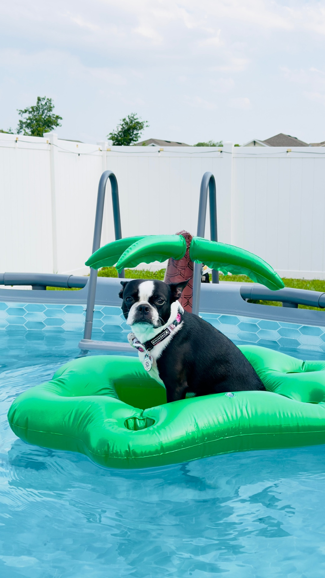 She’s not fully convinced yet 😂 but we’re working on it… 🐶💦

This multipurpose float from Amazon doubles as a dog float and a drinks cooler—perfect for pool days all around. Linked on my LTK 🫶🏼

#LTKpet #LTKhome #DogMomLife #PoolDays #SummerVibes #AmazonFinds #PoolEssentials #DogLovers #PupLife #EntertainInStyle #pets #dogs #bostonterrier

#LTKSaleAlert #LTKSeasonal #LTKSwim