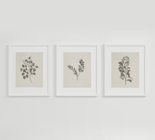 Botanical Study II. | Cove Prints