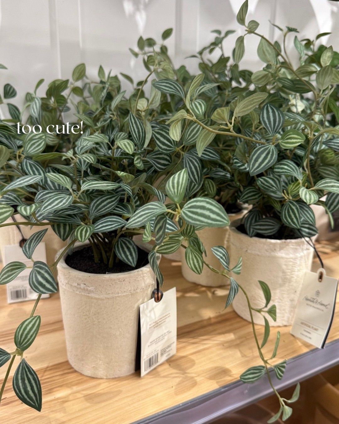 Target plant

#LTKHoliday #LTKSeasonal #LTKHome