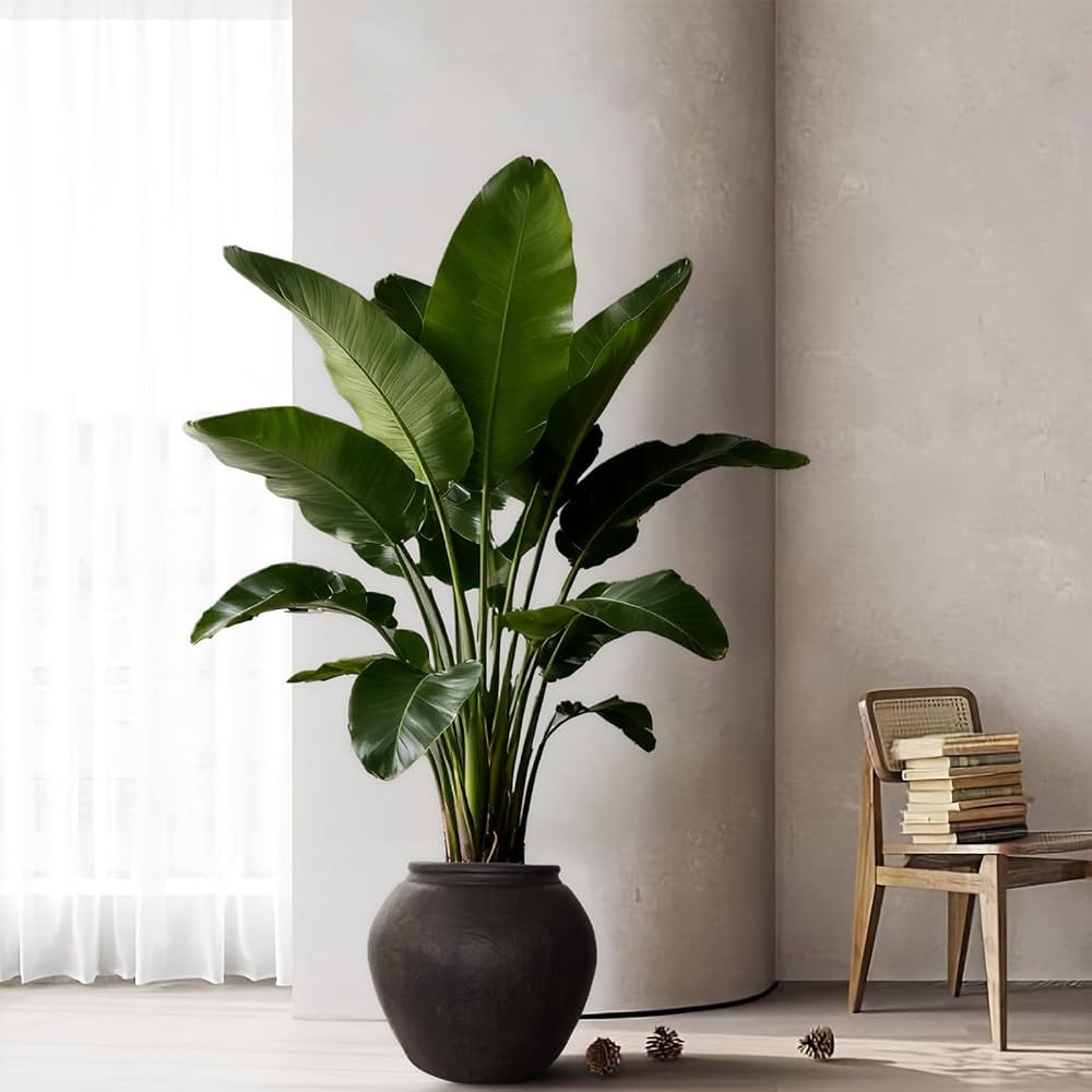 Only 1 left in stock. | Amazon (CA)