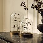 Halloween Botanical Cloches | West Elm (US)