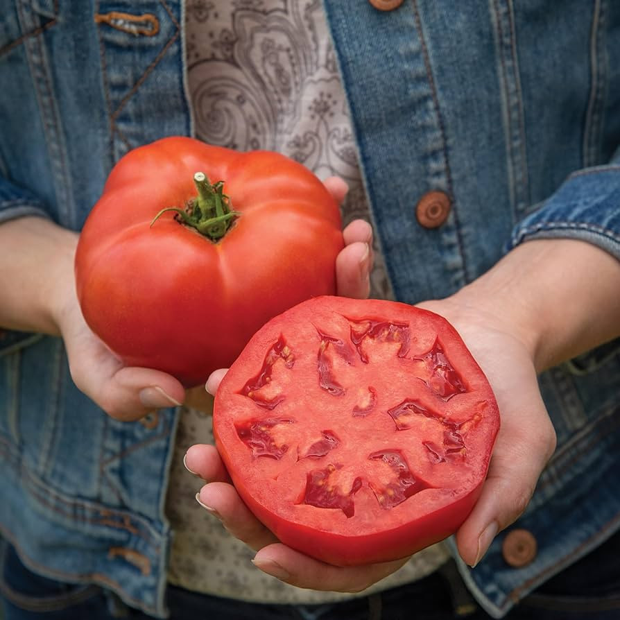 PREMIER SEEDS DIRECT - Tomato - Burlesque - 12 Seeds (Blight Resistant) | Amazon (UK)