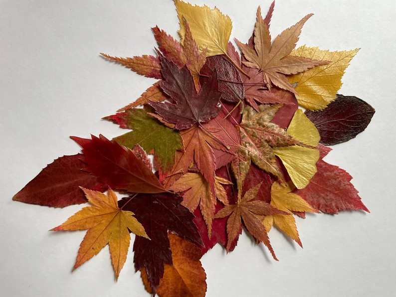 30+ SMALL pressed, dried autumn leaves, 30 + leaves perfect for wedding decor and crafting | Etsy (Global)