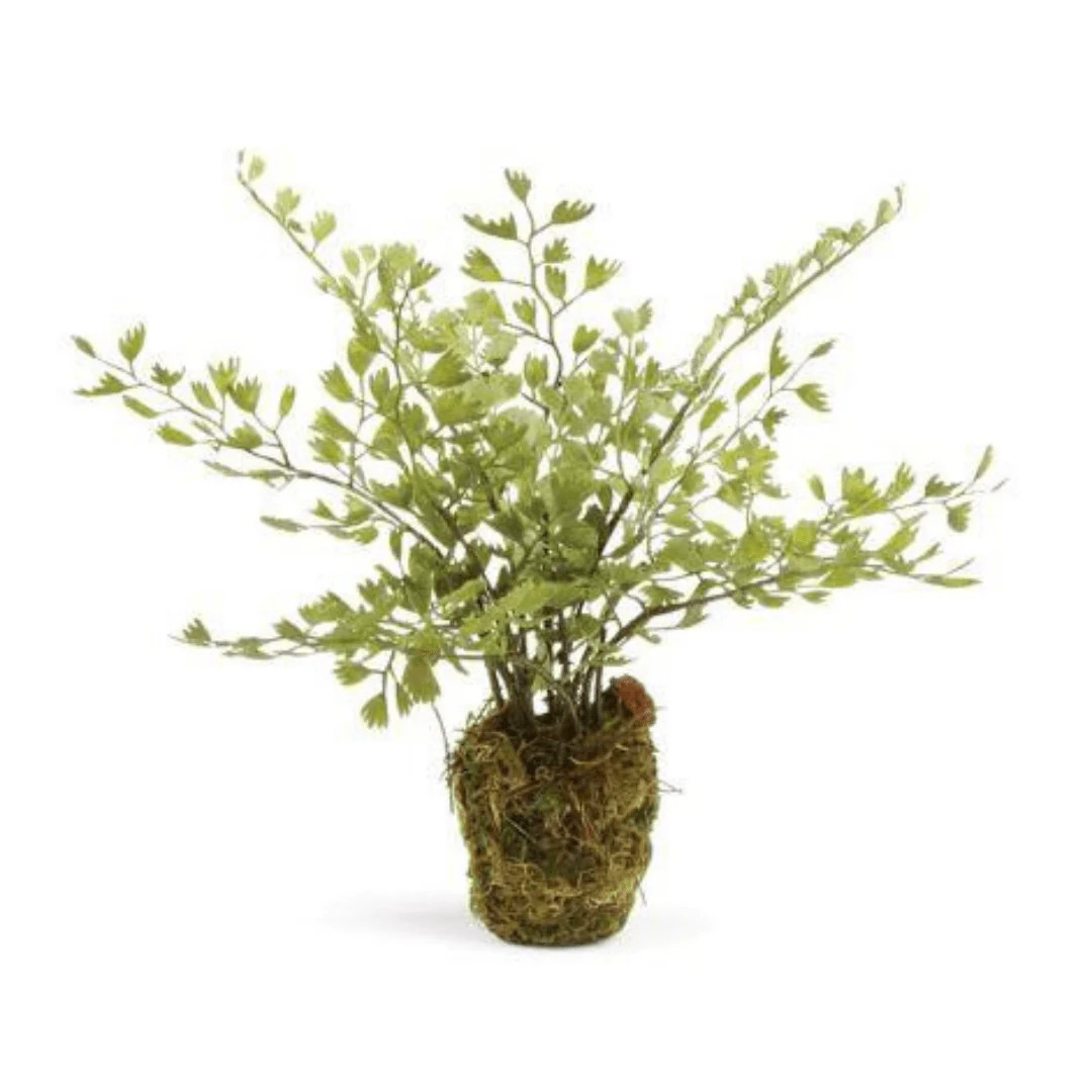 Maidenhair Drop In | Megan Molten