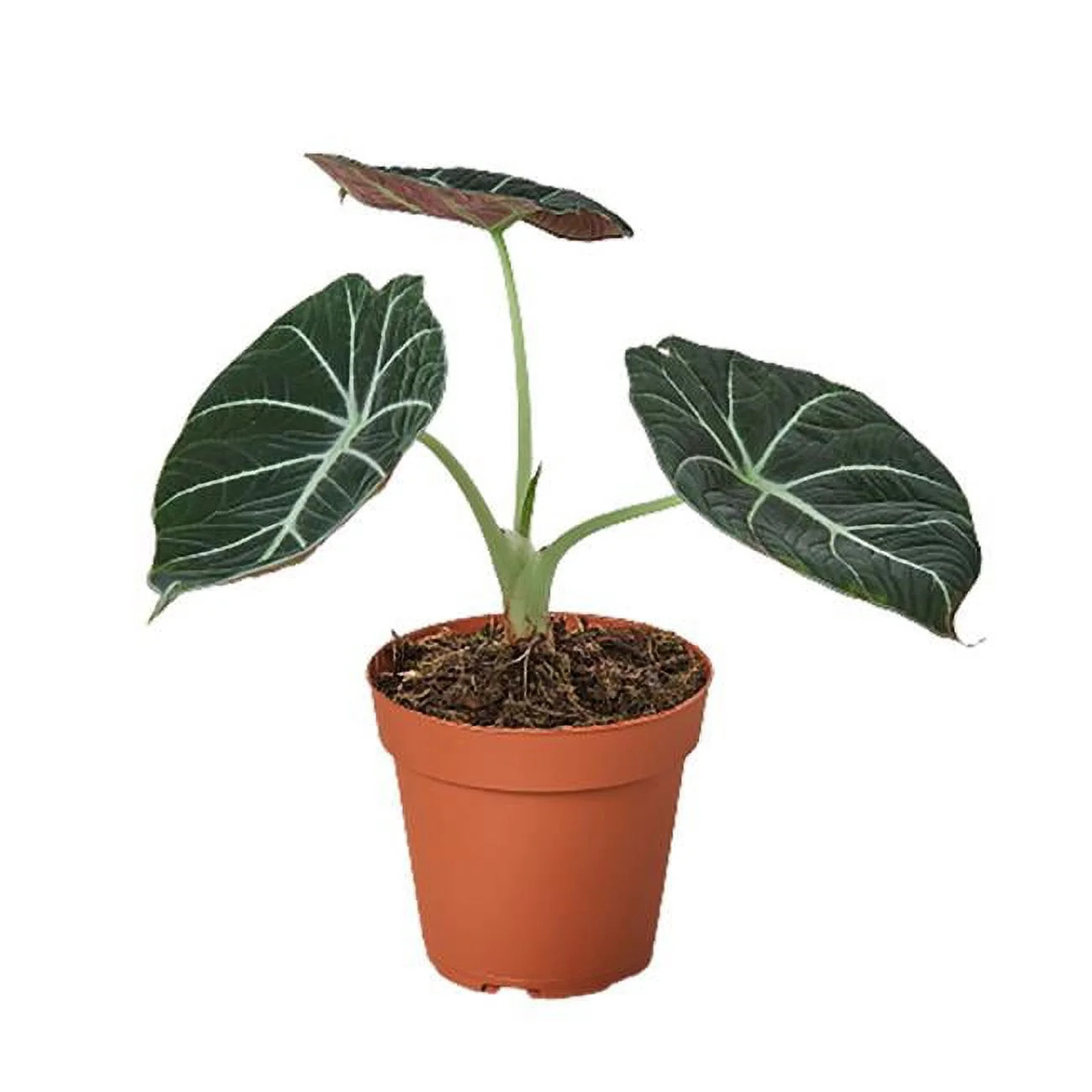 House Plant Dropship 4-ALOCASIA-BLACK.VELVET 4 in. Alocasia Reginula Black Velvet Pot | Walmart (US)