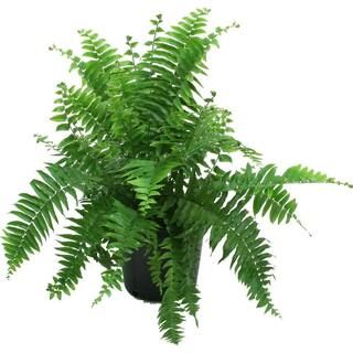 Macho Indoor/Outdoor Fern in 8.75 in. Grower Pot, Avg. Shipping Height 2-3 ft. Tall | The Home Depot