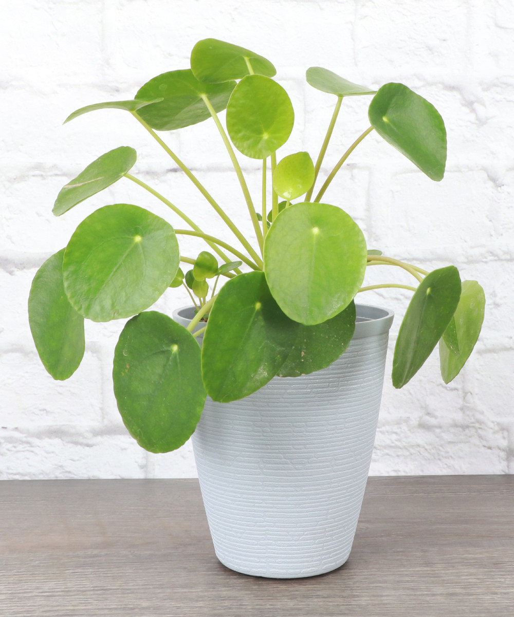 Thorsen's Greenhouse Indoor Pre-Planted Plants blue - Live Chinese Money Plant & Blue Farmhouse Plan | Zulily