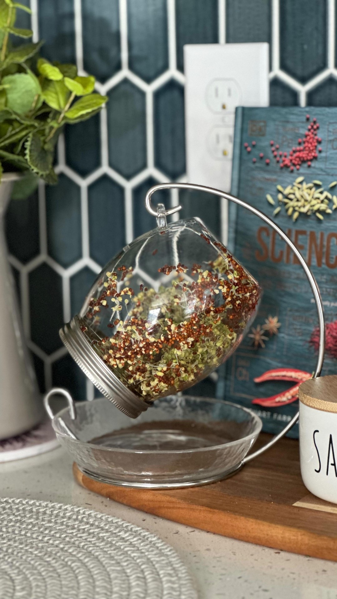 Day 7! I think it’s ready for a salad bowl. 🥗🌱

Did you know that broccoli sprouts contain up to 100x more sulforaphane than mature broccoli? This powerful compound supports detoxification, brain health, and many more✨

It’s my first time growing this at home, and I love the daily excitement of watching each seed sprout and grow!
#sprouting #broccolisprouts #homefinds #healthychoices