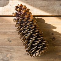 15 Large Sugar Pine Cones 10""-12"" Selectively Wild Crafted From Private Enchanted Forests | Etsy (US)
