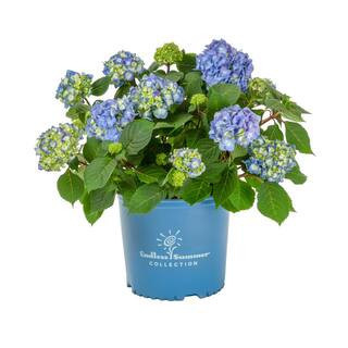 1 Gal. Endless Summer Hydrangea Bloomstruck Blue Perennial Plant (1-Pack) | The Home Depot