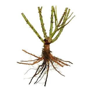 Bare Root Rose Earth Angel Parfuma with Light Pink Flowers | The Home Depot