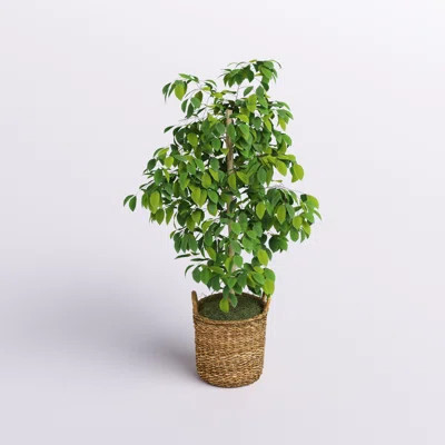 48" Artificial Ficus Tree in Basket | Wayfair North America