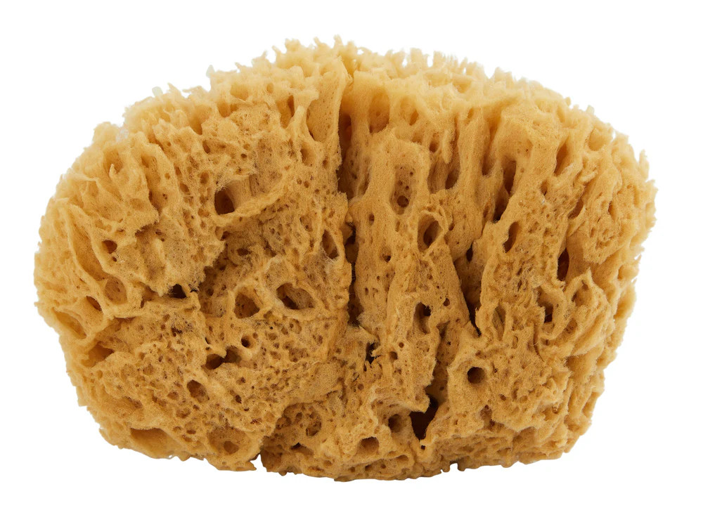 Sea Wool Sponge | Jayson Home