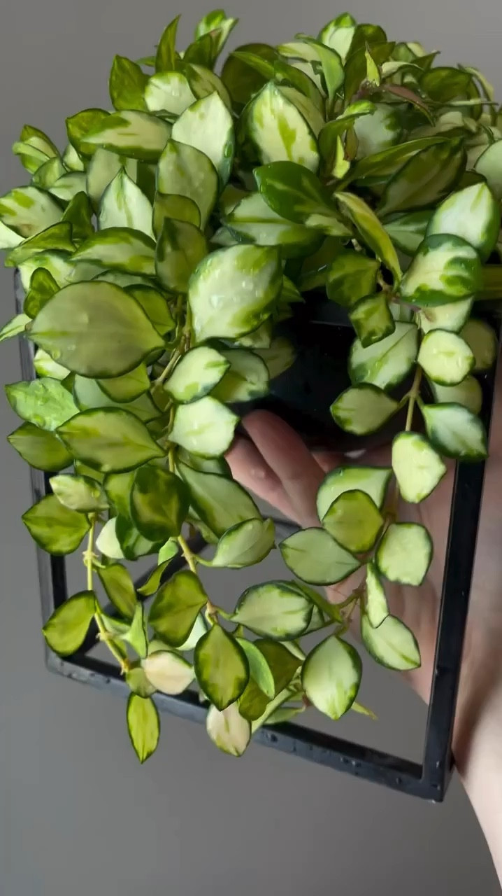 The perfect planter for a trailing plant! 

#ilovehoyas #hoyacollector #hoyahead #hoyaappreciation #hoyacollection #plantsmakemehappy #ihavethisthingwithplants #easilydistractedbyplants #hoyasaremyjam #hoyacollection #hoyaheaven #hoya #hoyalover #waxplant #hoyasofinstagram #thehoyacollective #houseofhoya #houseplantclub #hoyafanatic #plantstagram #rareplants #plantoftheday #plantsmakepeoplehappy #hoyacaretips #plantcare #planttips #themoreyouknow #plantphotography

#LTKVideo 

#LTKHome #LTKSeasonal