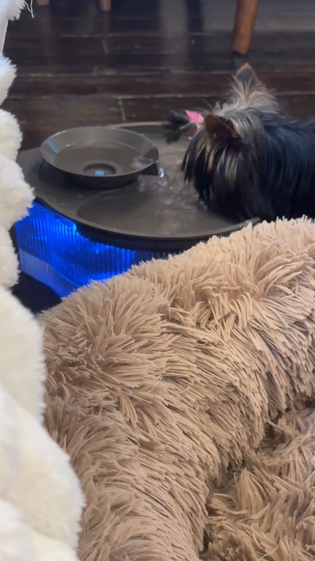 Okay to say that im obsessed with this fountain in an understatement! It has water filters to change every 4 weeks for I don’t drink any contaminants from tap water. It also servesas a toy, pool , shower etc… who ready for summer and water aquatic fun!? 🐾
@amazon

#LTKPets #LTKFindsUnder50