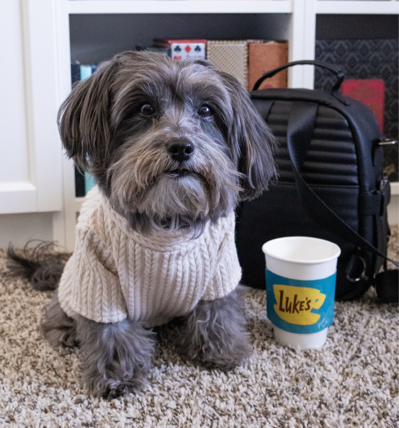 Iconic Rory Gilmore sweater costume - add a Luke’s mug & a backpack and you’re all set! We sewed our sweater ourselves, but we’ve linked similar! 

For Gilmore Girls fans, simple dog costumes for pups to stay comfy.

#LTKHalloween #LTKFindsUnder50 #LTKParties