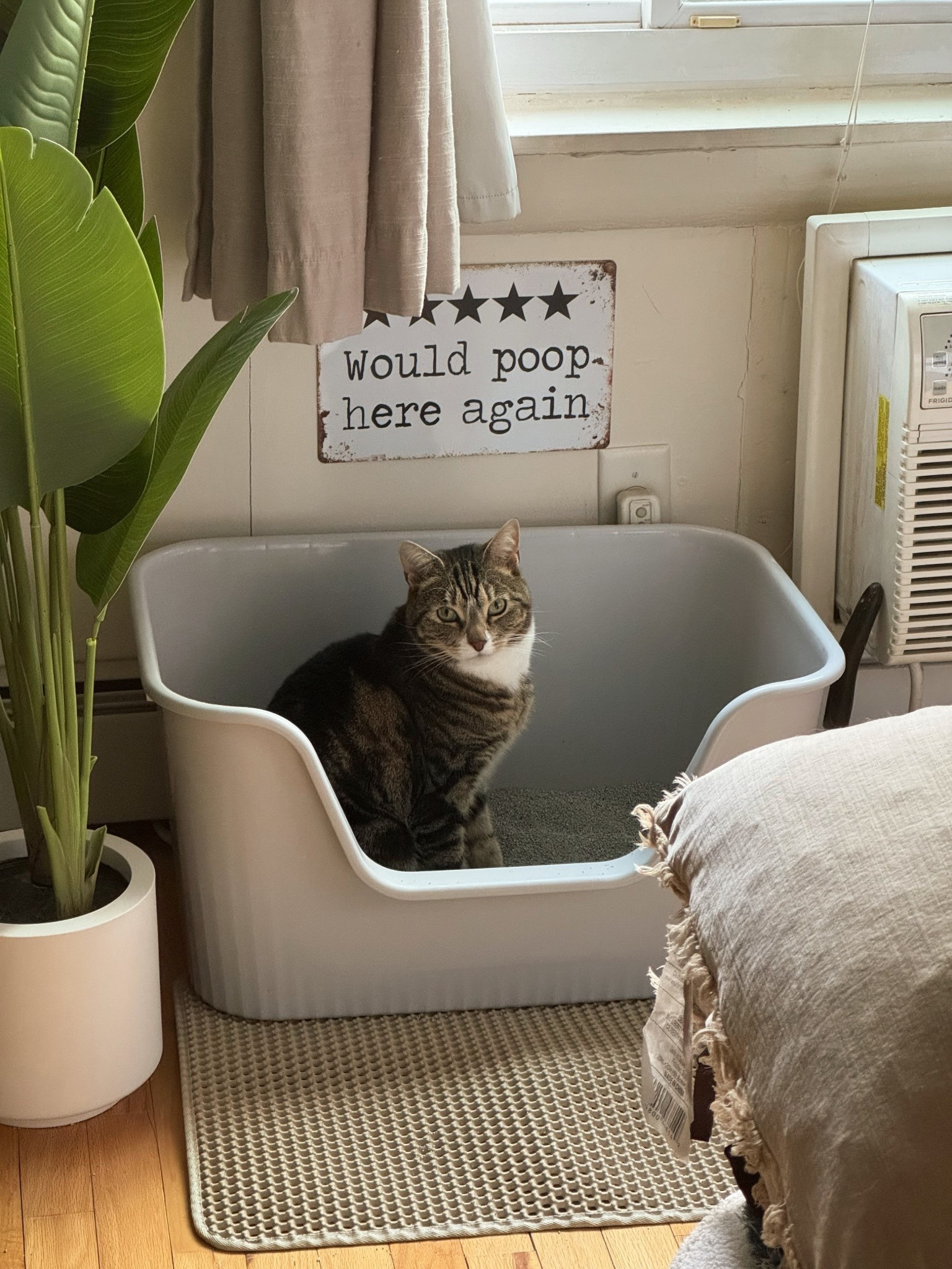 Cat setup — Milo approves 🤪 haha tried to make their cat box area look cute since it’s in my bedroom…the box is pretty big and perfect for my two cats // cat box, cat litter mat

#LTKHome