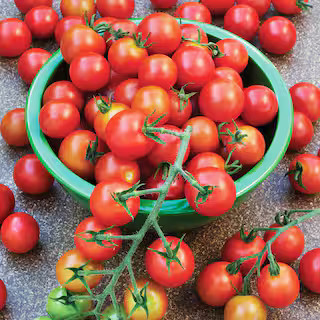 Bonnie Plants 19 oz. Super Sweet 100 Tomato Plant 0208 - The Home Depot | The Home Depot
