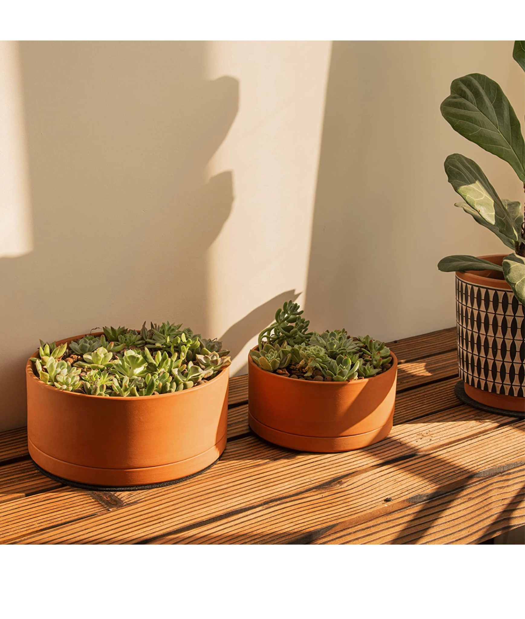 Some of my favorite shallow pots for string of plants 